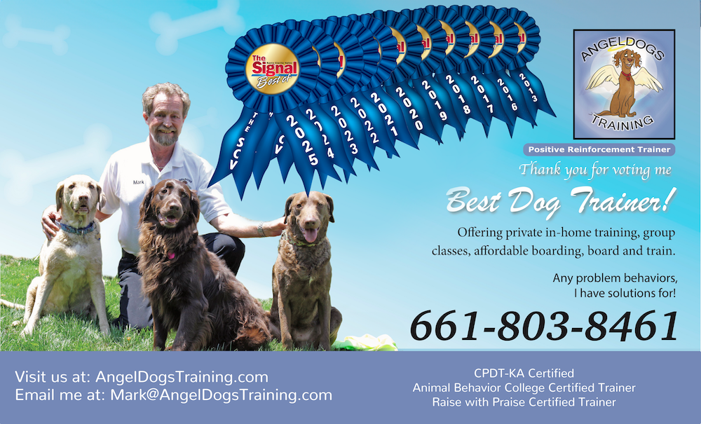 AngelDogs - Signal Ad 2025