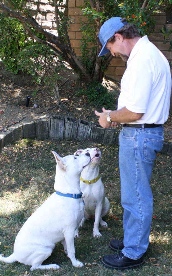 dog lead training near me